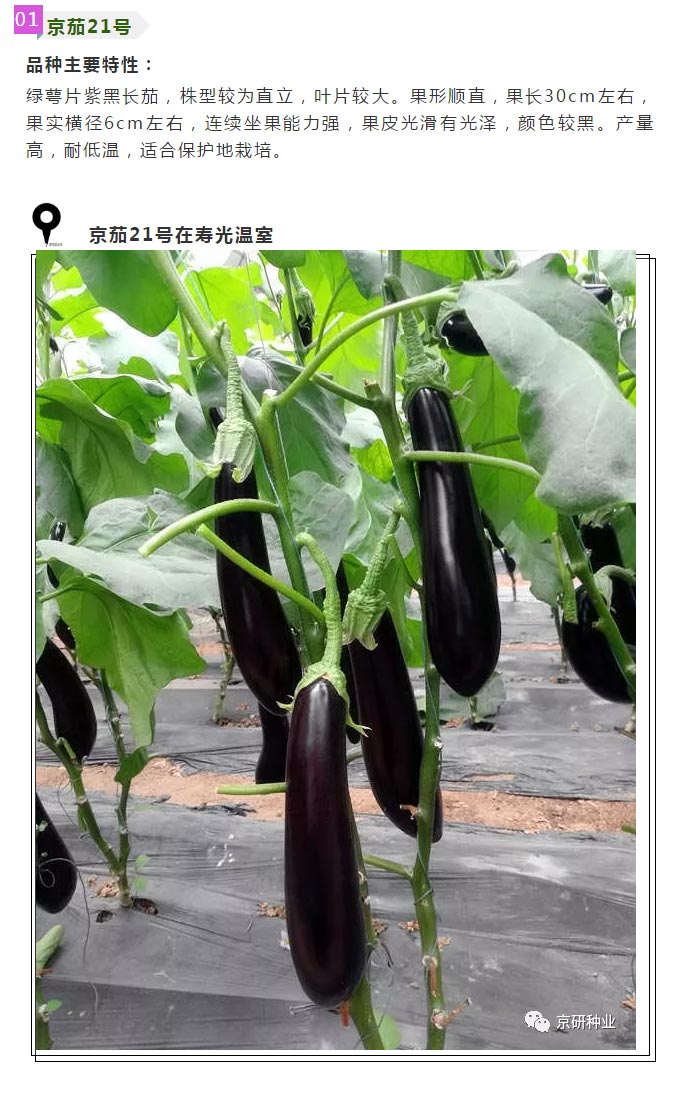 京研种业_02.jpg