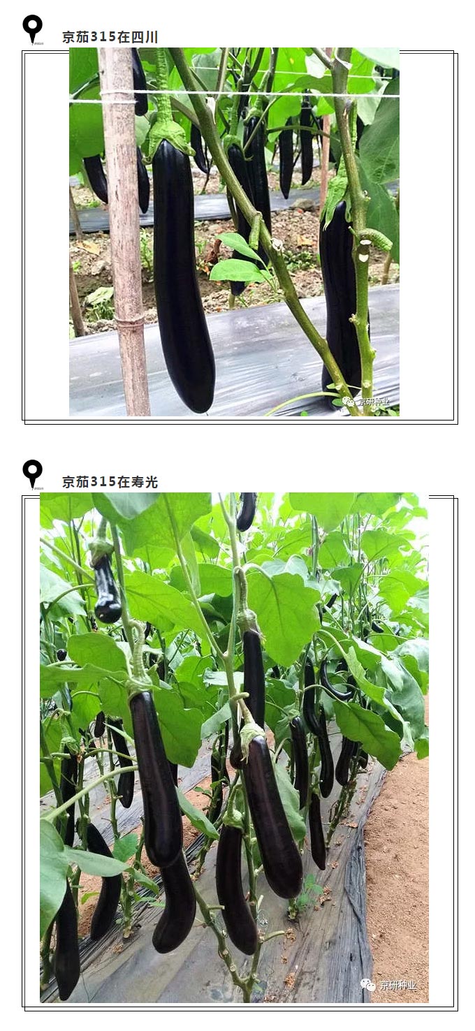 京研种业_07.jpg