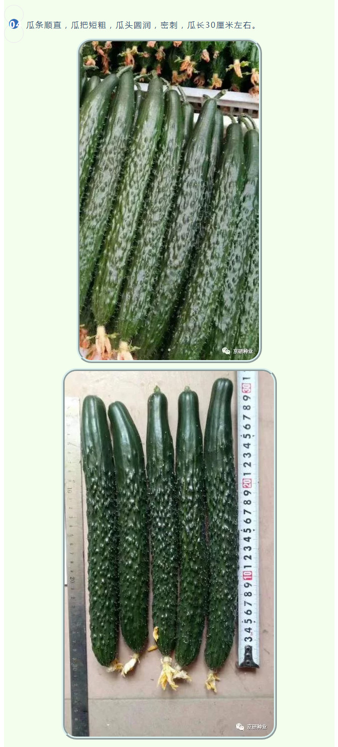 黄瓜好品种——“京丰”450_06.jpg