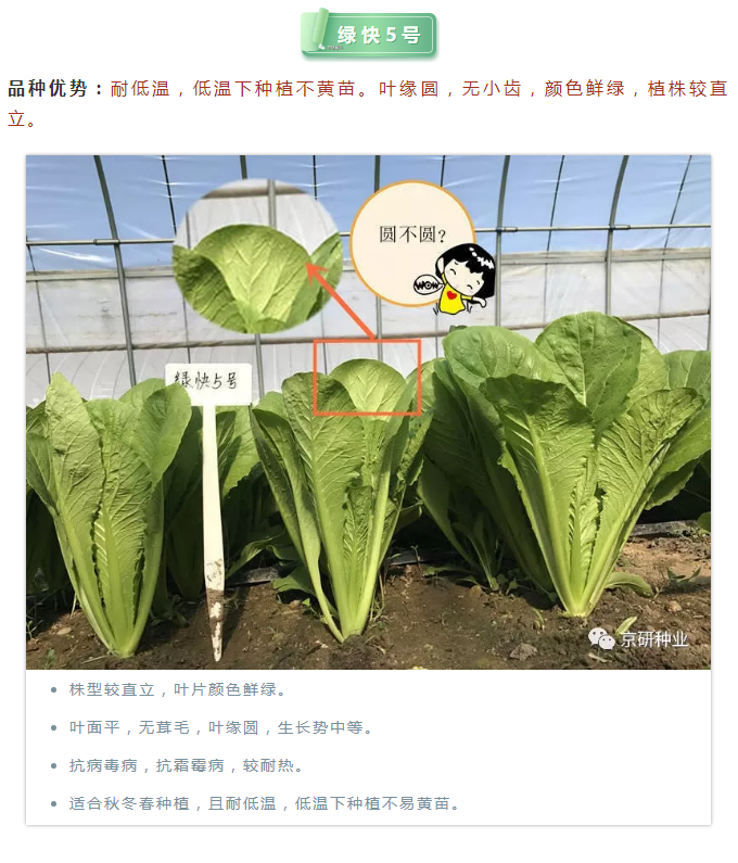 一抹绿色、一世深情——京研绿帮小白菜篇_05.png