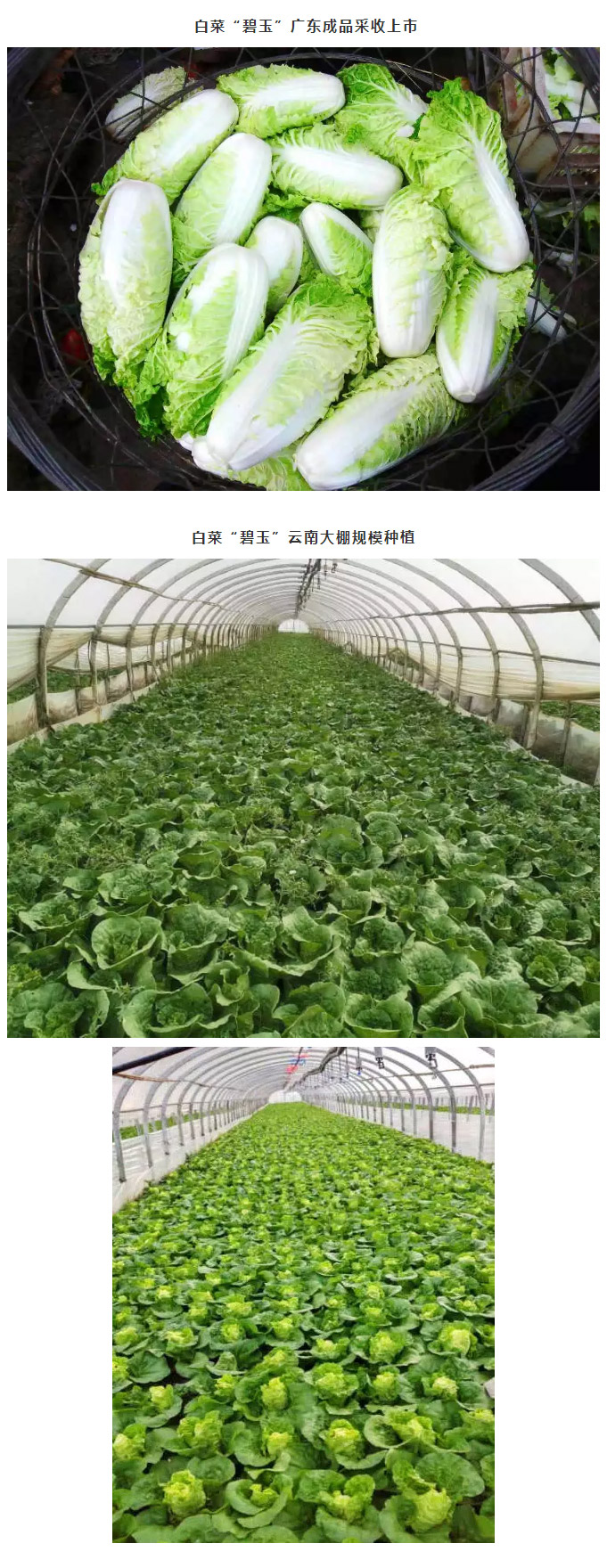 这个白菜有点甜！——-碧-玉_07.jpg