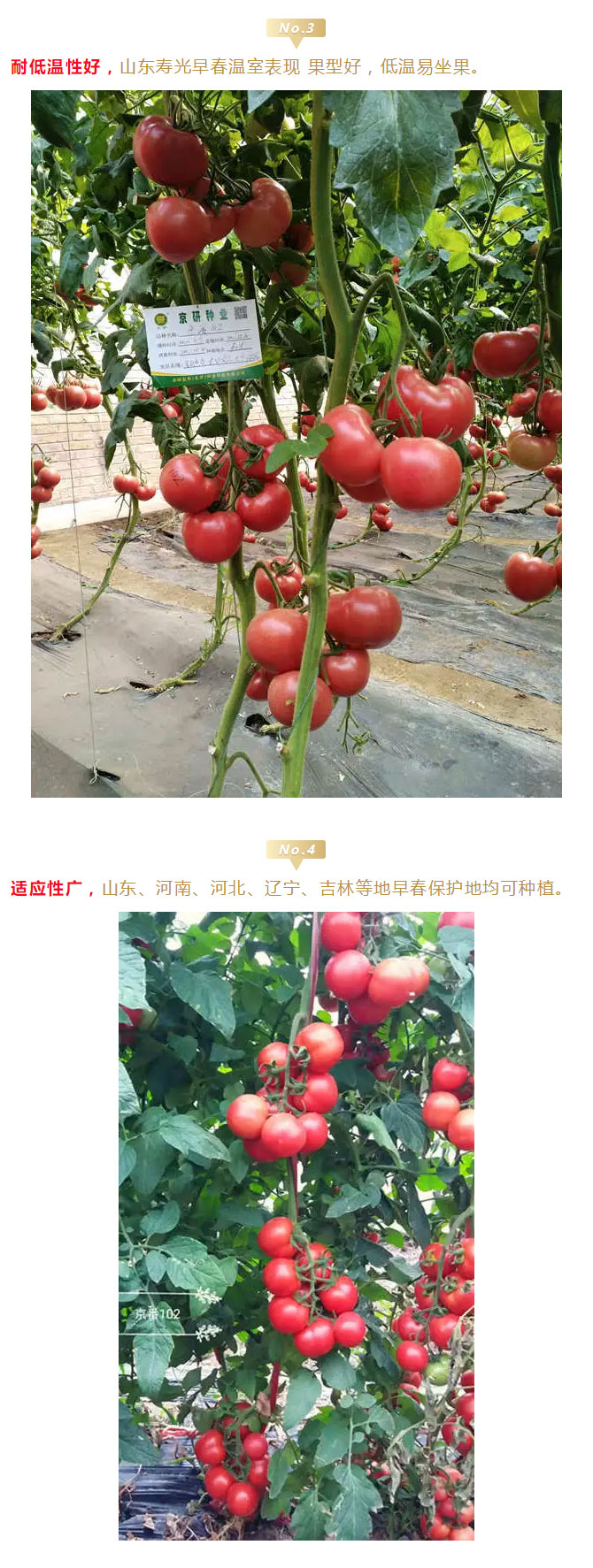 京番102：冬春茬早熟精品番茄的不二选择！_05.jpg