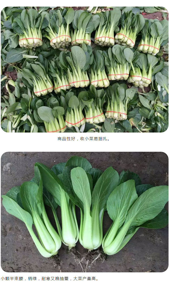 秋风送爽，京研送情——冬春茬青梗菜精品“春油3号”_04.jpg