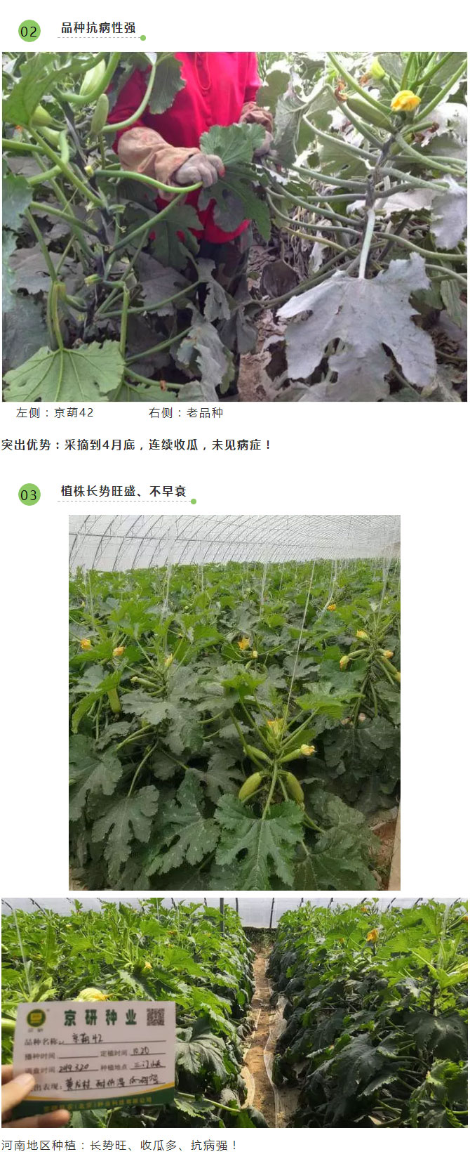 越冬西葫芦哪家强，京研种业帮您忙！_04.jpg