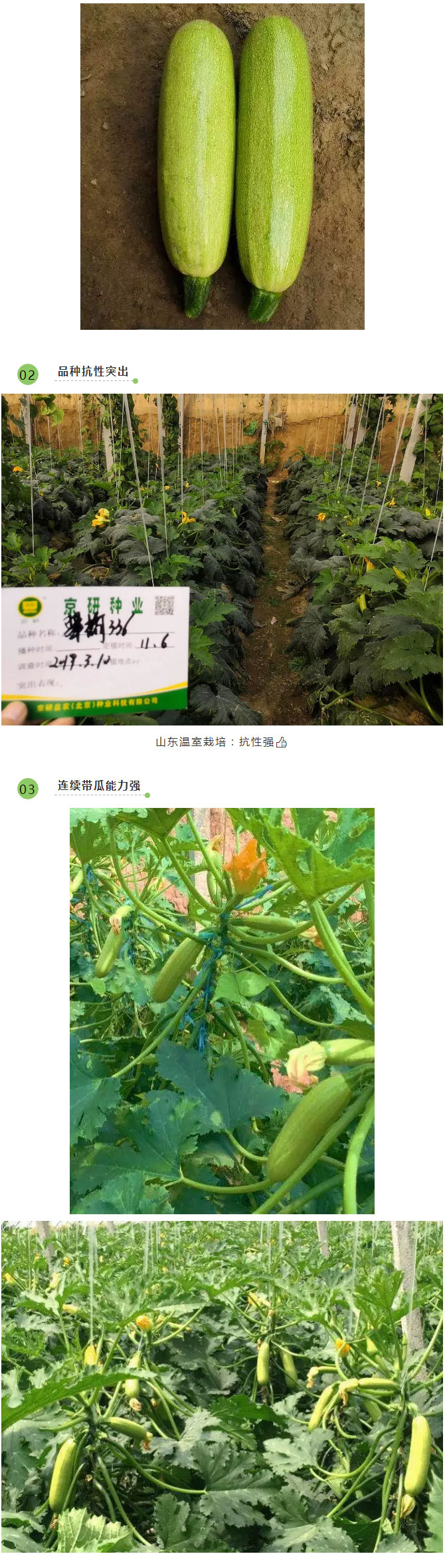 越冬西葫芦哪家强，京研种业帮您忙！_06.jpg