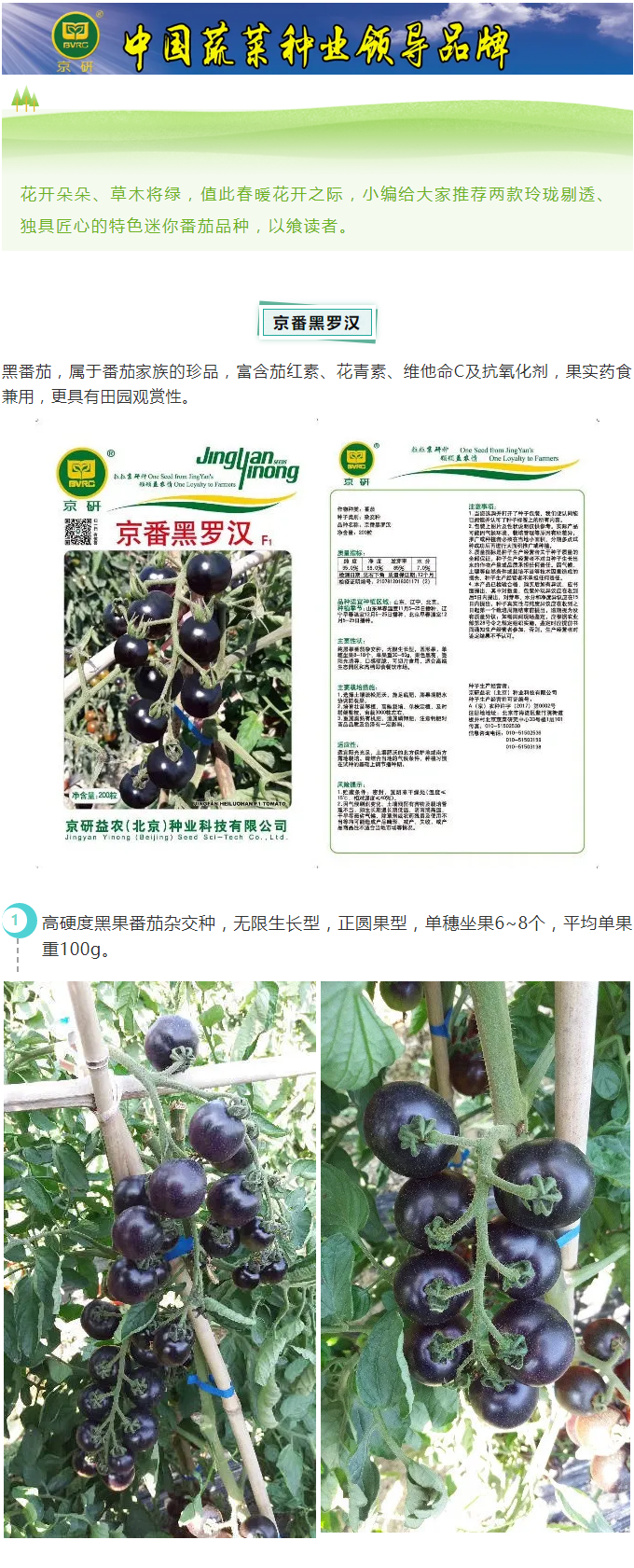 京研特色番茄——“黑罗汉”、“白玉堂”_01.png