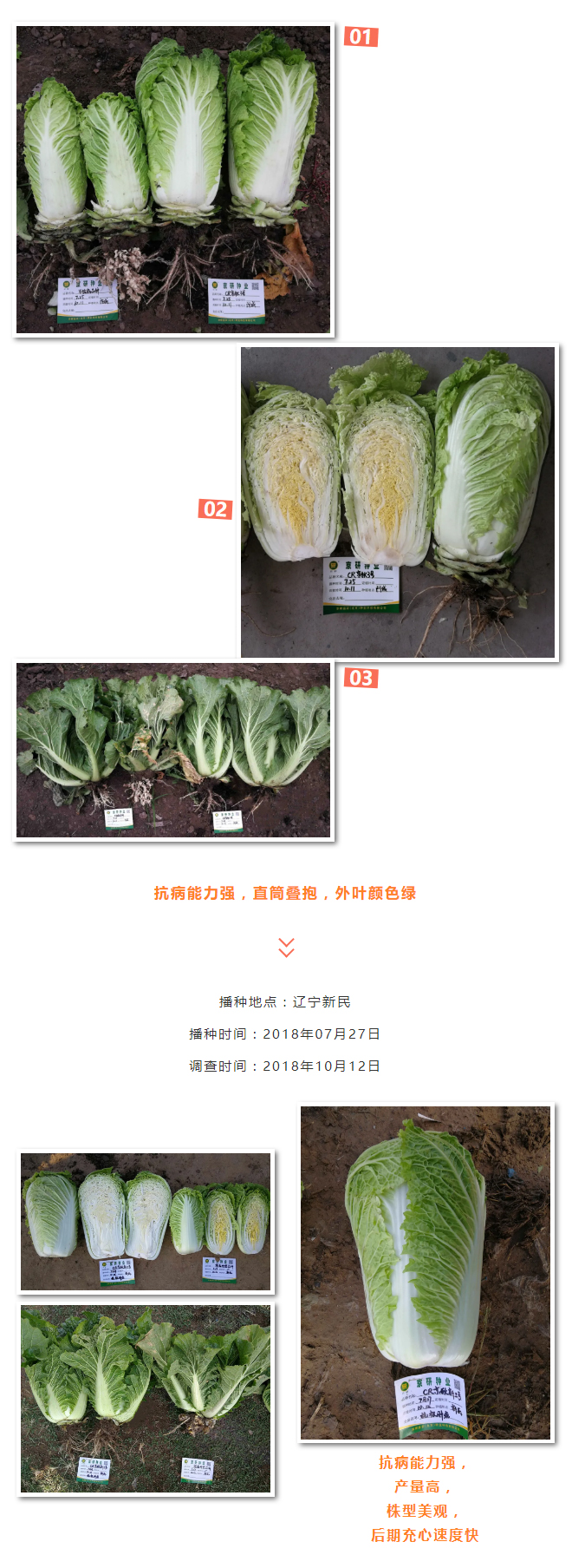 白菜根肿病很可怕！抗病品种就选它—“CR京秋新三号”_03.jpg