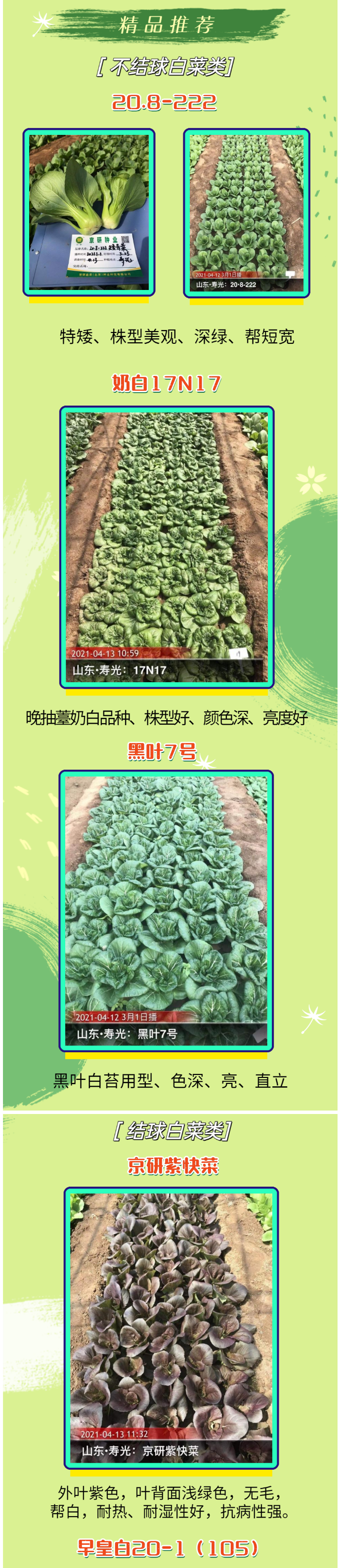 名品齐出、百菜争艳之叶根菜篇！_02.png