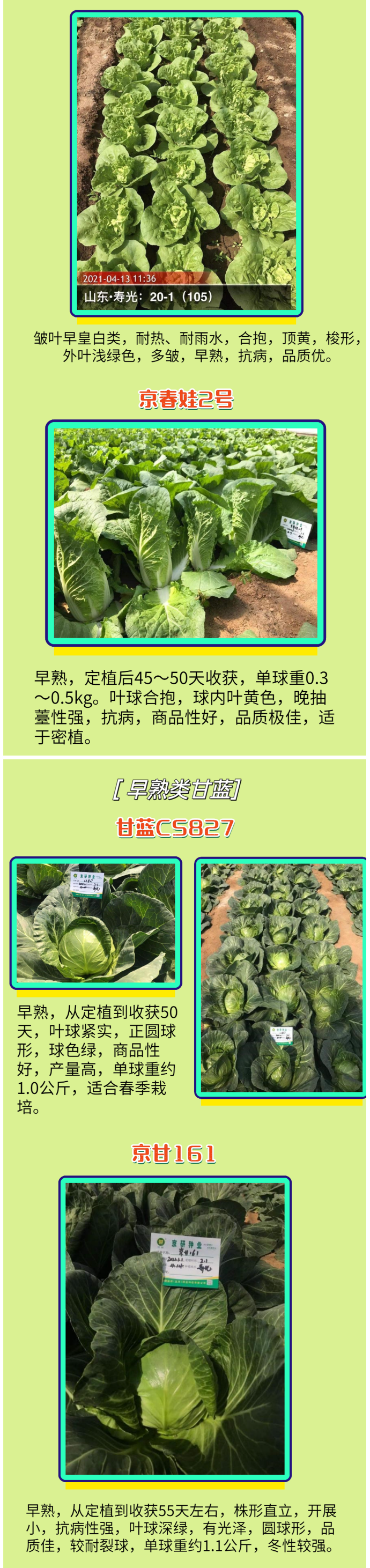 名品齐出、百菜争艳之叶根菜篇！_04.png