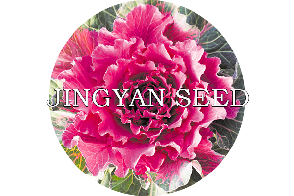 Beijing Peony Red No.3