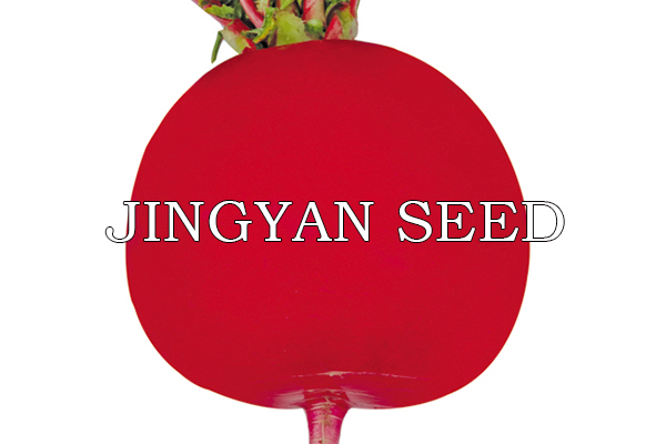 Jing Red No.6