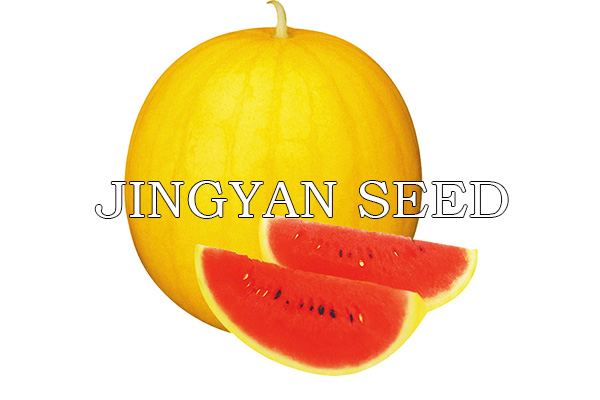 Yellow Rind JingXin No.1