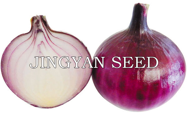 FashionGlobe Deep Red onion