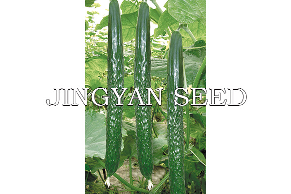 Jing Yan  407